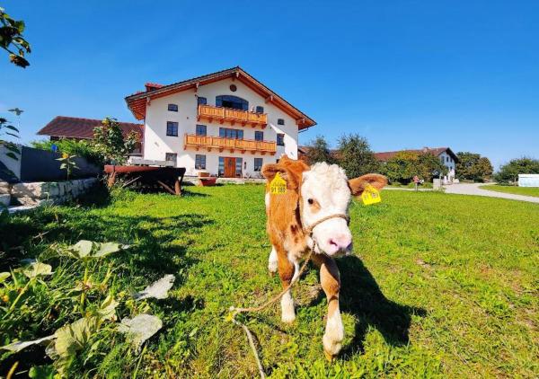 Nella foto è visibile l'oggetto Gewölbe-Chalet am Schöberlhof situato nella città di Eiselfing.