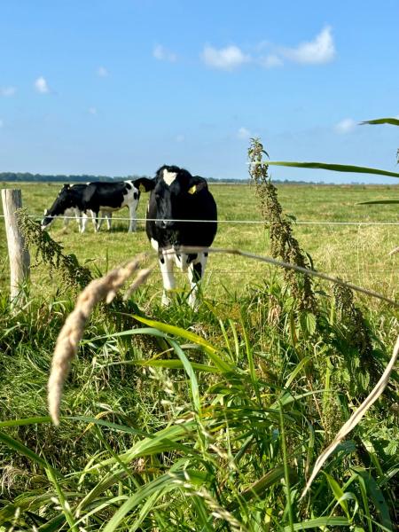 A la foto es mostra l'objecte Landleeven No11 situat a la ciutat de Börm.