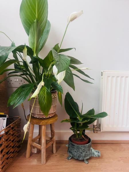 A la foto es mostra l'objecte Chill vibe in one bedroom flat situat a la ciutat de Enfield.
