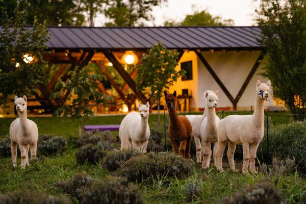The photo shows the The Tribe Alpaca Retreat located in the city of Urziceni.