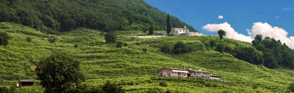 På billedet ses objektet Agriturismo B&B Casa Bortolin beliggende i byen Guia.