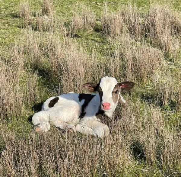 The photo shows the Mariam Farm Stay located in the city of Warrenbayne.