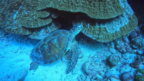 The photo shows the Paradise by Rashuthere Maldives located in the city of Rasdu.