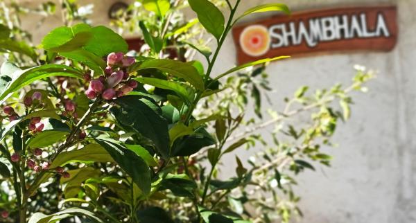 A la foto es mostra l'objecte Villa Shambhala situat a la ciutat de Salsipuedes.