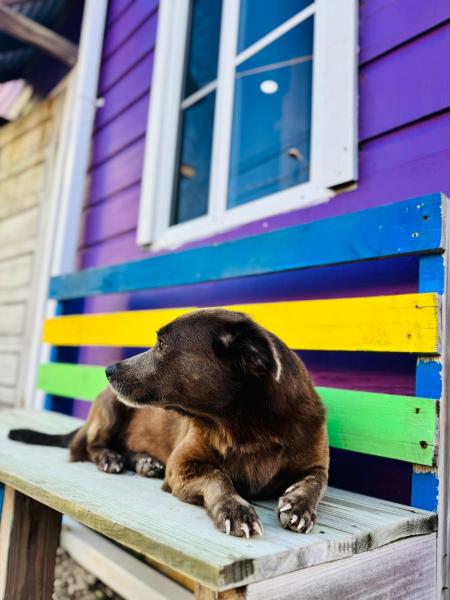 Go Slow Guesthouse, Caye Caulker