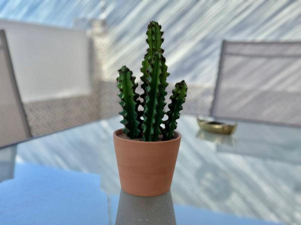 Na fotografii je vidět objekt Casa Lidia nacházející se ve městě Nerja.