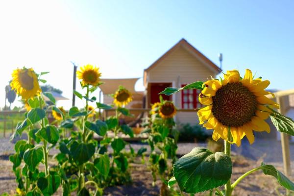 写真にはBatuco市にあるTiny house en Chicureoが写っています。