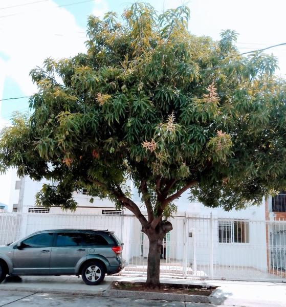 Na foto é possível ver o objeto Casa Rosales localizado na cidade de Valledupar.