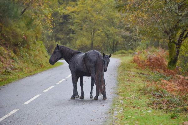 På billedet ses objektet O Pimpao beliggende i byen Geres.