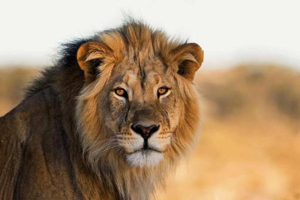 A la foto es mostra l'objecte Jukskei Big5 - Lion situat a la ciutat de Fourways.