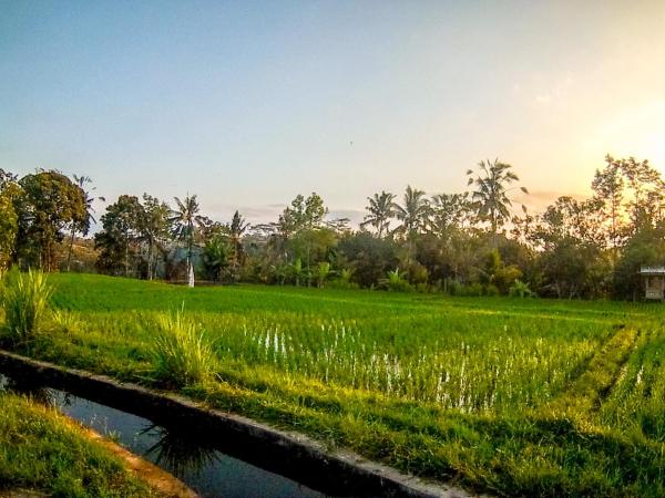 A la foto es mostra l'objecte Ubud Paradise Villa situat a la ciutat de Ubud.