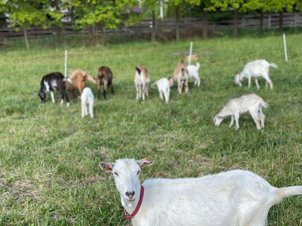 The photo shows the Kozi Zakątek Zofiówka located in the city of Nowe Rumunki.