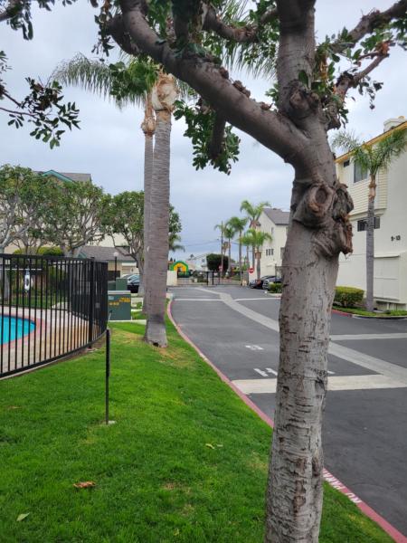 Kuva 9: Minsa - Peaceful Home near LAX DTLA & Free Parking