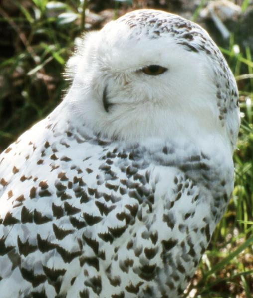 Na fotografii je vidět objekt Il Barbagianni nacházející se ve městě Chieuti.