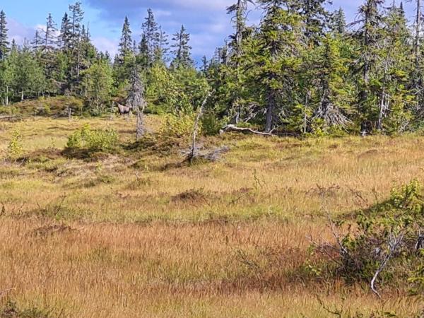 Na zdjęciu widoczny jest obiekt 4 person holiday home in Föllinge położony w mieście Rötviken.
