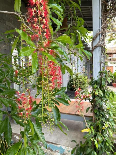 Op de foto is het object NGHI Homestay te zien, gelegen in de stad Bắc Sớn.