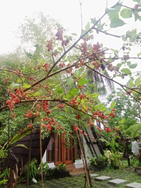 På billedet ses objektet Green cottage beliggende i byen Labuan Tring.