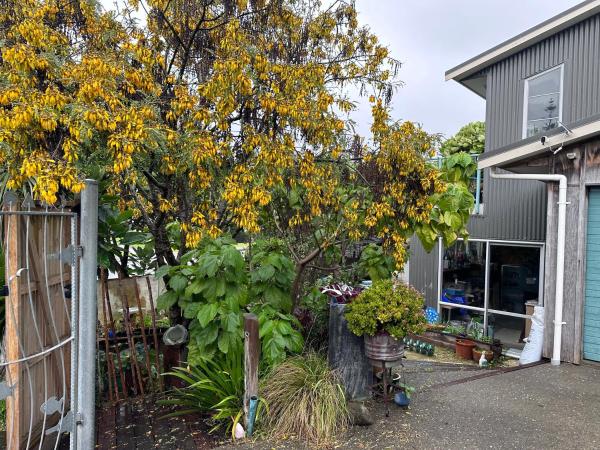 Bilde 5: Studio 51 - at gorgeous Waikanae Beach
