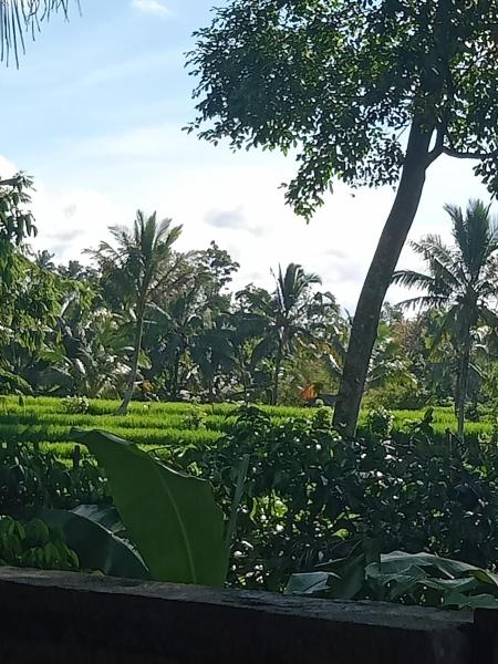 A la foto es mostra l'objecte pranamastra bali situat a la ciutat de Jatiluwih.
