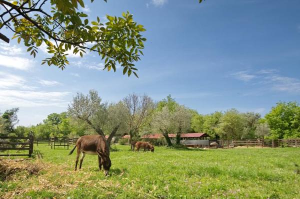 På billedet ses objektet Green Ranch Stara Maslina beliggende i byen Bratesici.