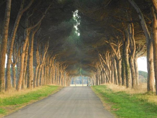 Nella foto è visibile l'oggetto Pigreco situato nella città di Coltano.