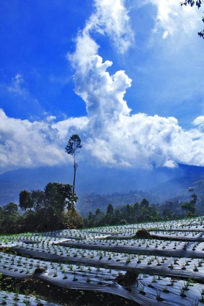 Na fotografii je vidět objekt Rasamala Camp nacházející se ve městě Malabar.