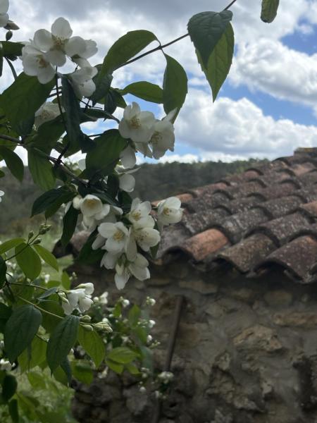 Nella foto è visibile l'oggetto Casa de Campo en un Paraje Natural situato nella città di Enguera.