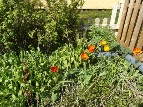 Billede 6: Sun & Steam Home in Hanko