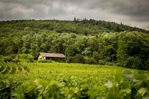 Gîte Du Weinbaum - Riquewihr