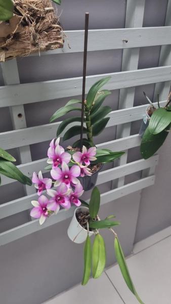 A la foto es mostra l'objecte Cantinho das Orquídeas! situat a la ciutat de Pelotas.