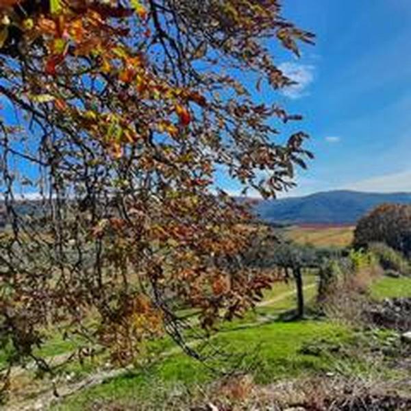 La Colombaia Delle Bartaline - Castellina in Chianti