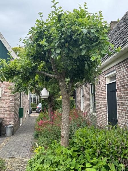 Billede 5: Loft - Stadsplekje