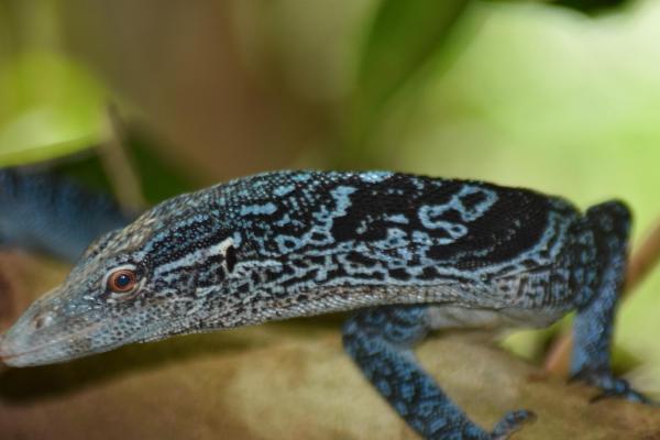 La photo montre l'objet Raja Ampat Herping situé dans la ville de Pulau Batanta.