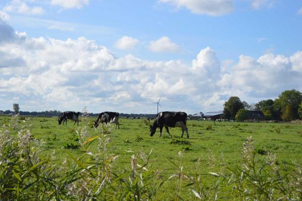Nella foto è visibile l'oggetto Ferienwohnung Westerheide situato nella città di Horumersiel.