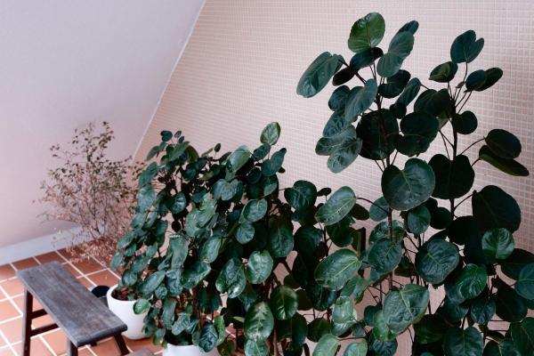 Billede 4: 洋Casa