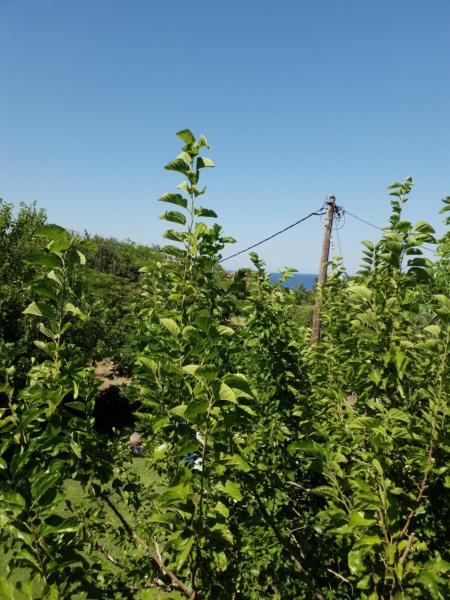 Kuva 6: Athanasios Stafylas