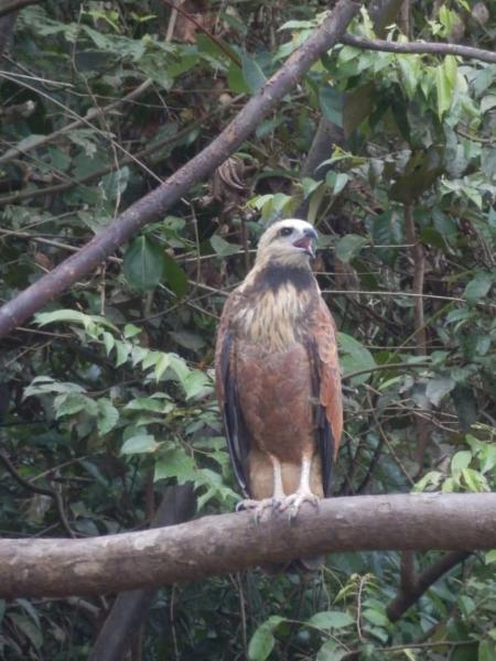 Fotografia 5: Amazon eagle Explore