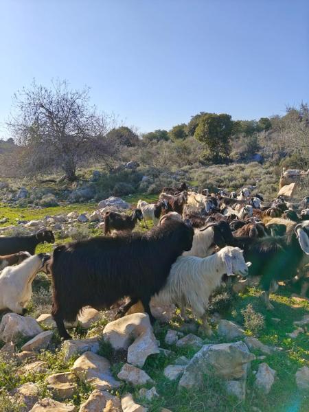 Foto 9: צימס - דירת אירוח בגליל עם מרפסת
