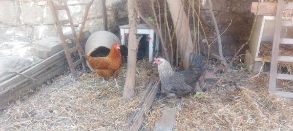 Foto 8: בריאה