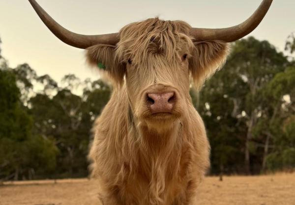 Adelaide Hills Farm Stay - 