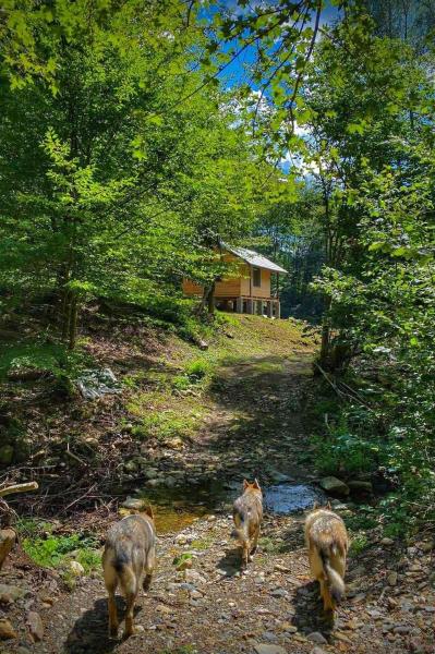 A la foto es mostra l'objecte Casa lupilor situat a la ciutat de Stîngoi.