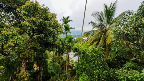 Na fotografii je vidět objekt Hills Homestay nacházející se ve městě Kandy.