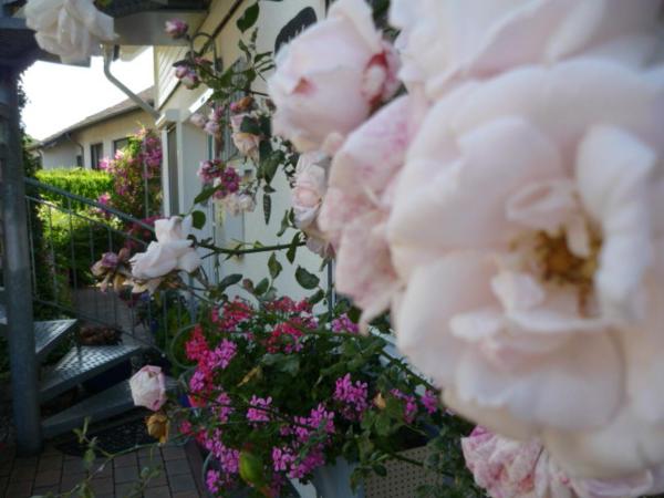 A la foto es mostra l'objecte Gästehaus Rosengarten im Nahetal situat a la ciutat de Heimweiler.