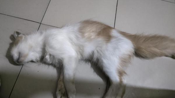 På billedet ses objektet Sudip beliggende i byen Patenga.