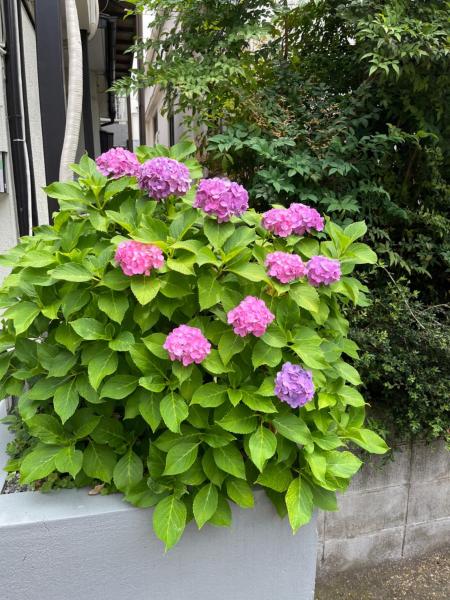 Bilde 6: 西池袋之家