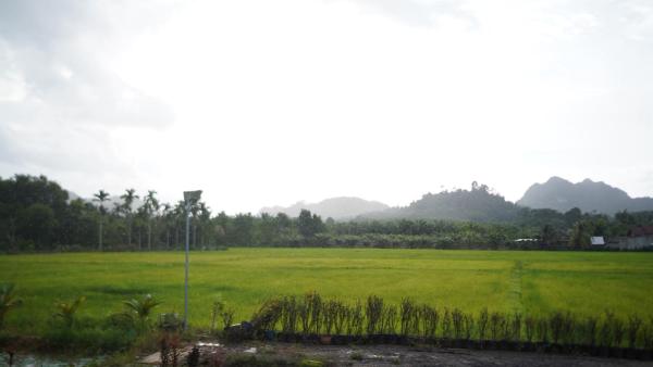 Rice Field Bungalows - Changwat Krabi