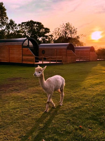 Luxury Lodge With Hot Tub Next To Belfry Golf Course - Birmingham