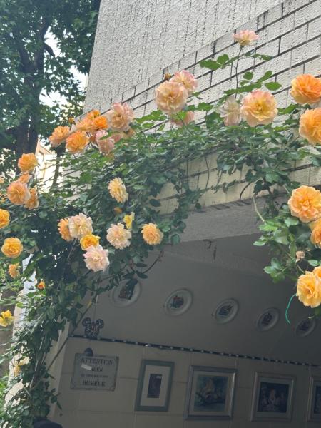 Zdjęcie 9: 東京吉久花園旅舘