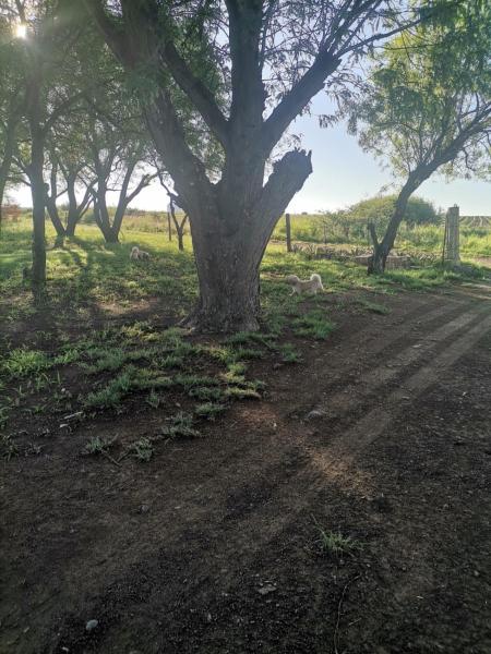 Na foto é possível ver o objeto The Peppertree - Chill Kraal localizado na cidade de Koppies.