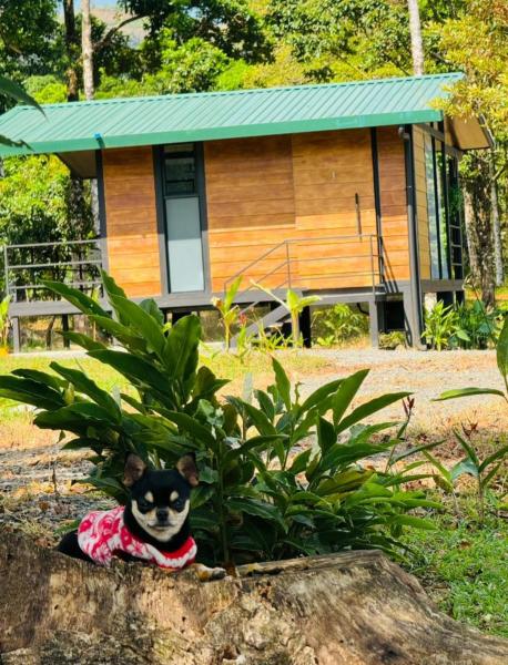 Na foto é possível ver o objeto Cabañas La Hermosa #1 localizado na cidade de Guápiles.